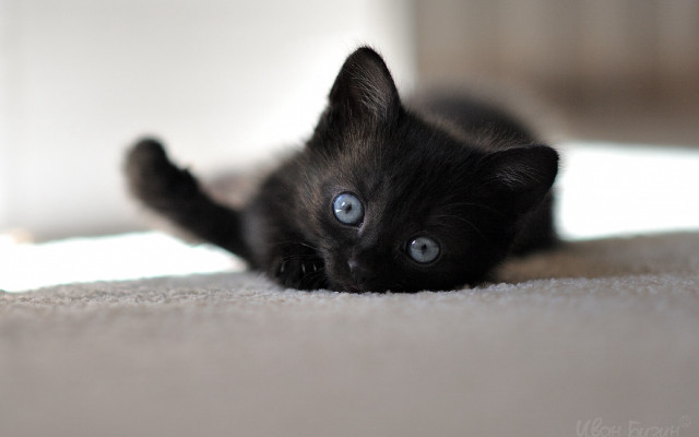 Black kitten blue eyes curious #2 free wallpaper for desktop - medium preview image
