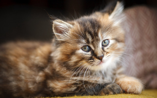 Small kitten yellow blanket couch free wallpaper for desktop - medium preview image