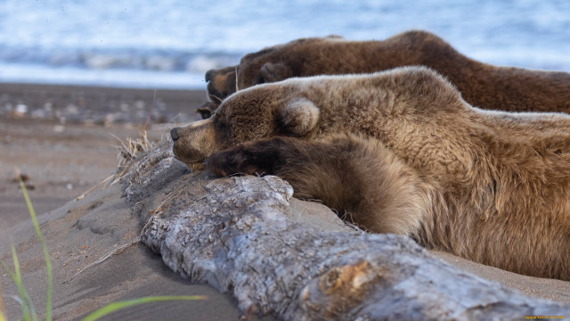 Bears sleeping log beach water free wallpaper for desktop - medium preview image