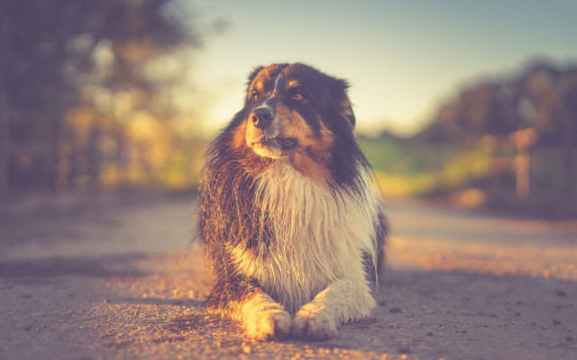 Dog forest road burns twilight free wallpaper for desktop - medium preview image