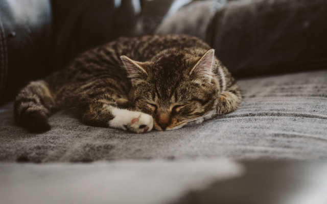 Cat sleeping couch blurry photorealistic #2 free wallpaper for desktop - medium preview image
