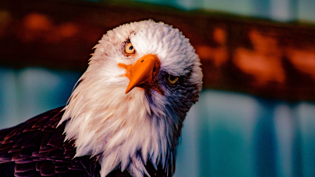 Bald eagle angry blue background free wallpaper for desktop - medium preview image