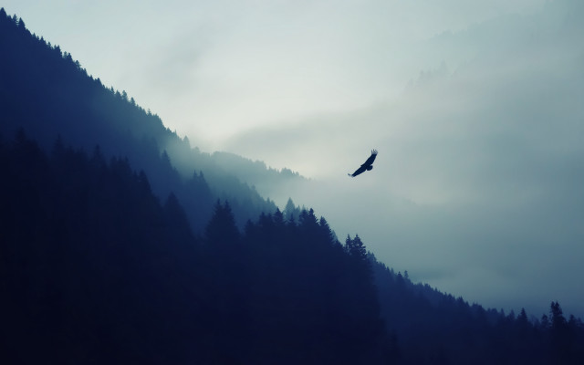 Bird flying over forest mist free wallpaper for desktop - medium preview image