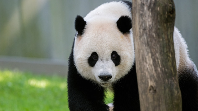 Panda sad portrait forest blurry free wallpaper for desktop - medium preview image