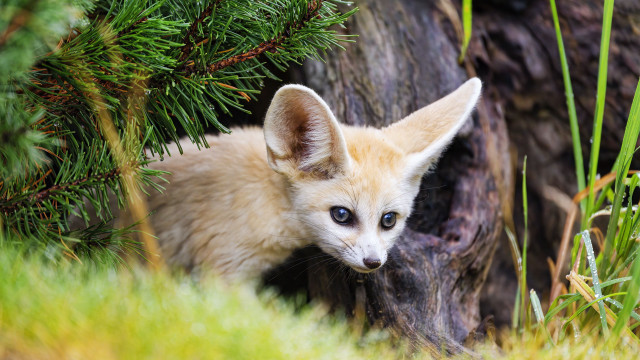 Fox cub peeking behind tree free wallpaper for desktop - medium preview image