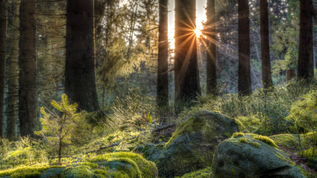 Forest moss covered sunlight trees free wallpaper for desktop - medium preview image