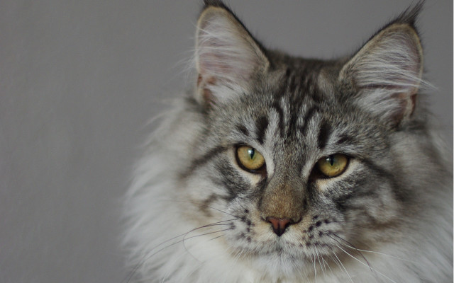 Serious cat yellow eyes portrait free wallpaper for desktop - medium preview image