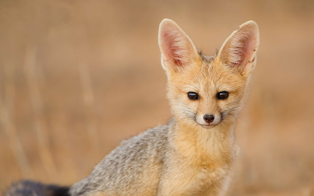 Sad fox sitting grass looking free wallpaper for desktop - medium preview image