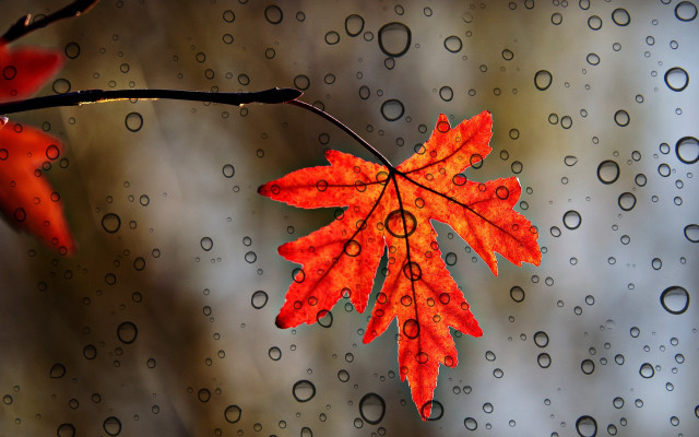 Red leaf rain water droplets free wallpaper for desktop - medium preview image
