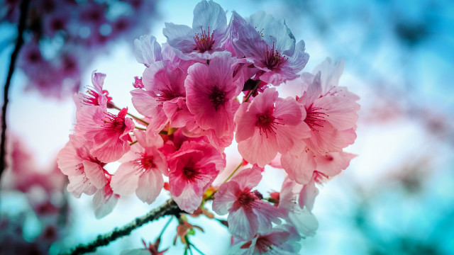 Pink flowers vase branch blurry free wallpaper for desktop - medium preview image