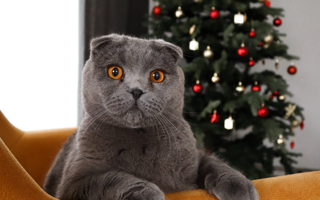 Grey cat christmas illusion bokeh free wallpaper for desktop - medium preview image