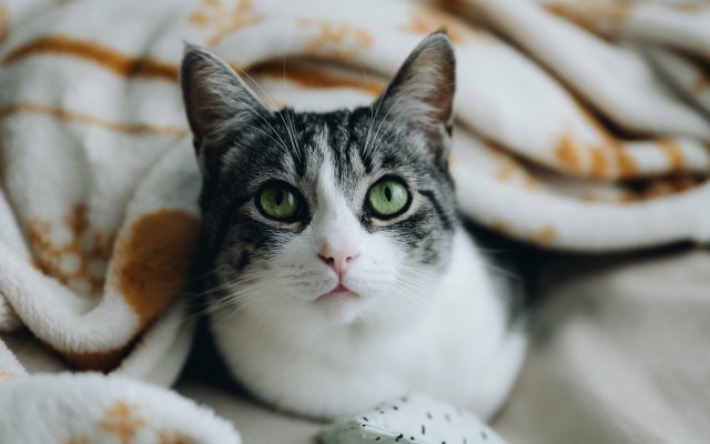 Black cat bed blurry green free wallpaper for desktop - medium preview image