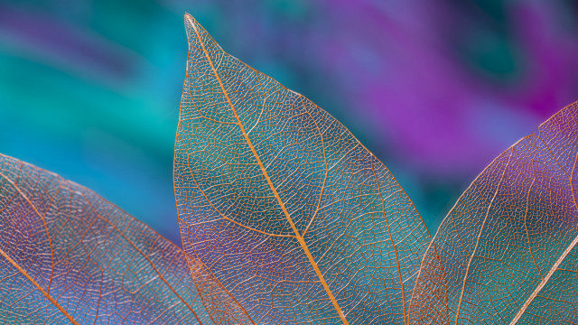 Leaf blue background purple detailed free wallpaper for desktop - medium preview image
