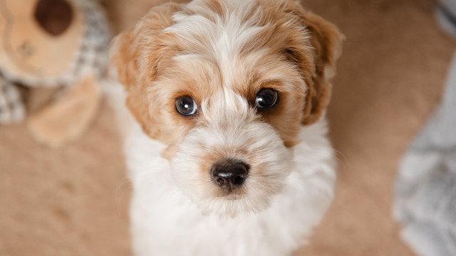 Sad shiba dog stuffed animal free wallpaper for desktop - medium preview image