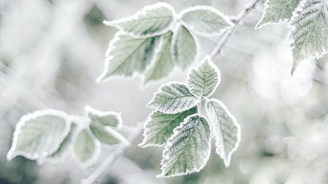 Frosted leaf macro winter cloudy free wallpaper for desktop - medium preview image