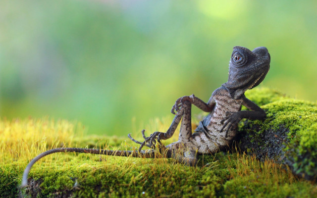 Lizard mossy surface green background free wallpaper for desktop - medium preview image