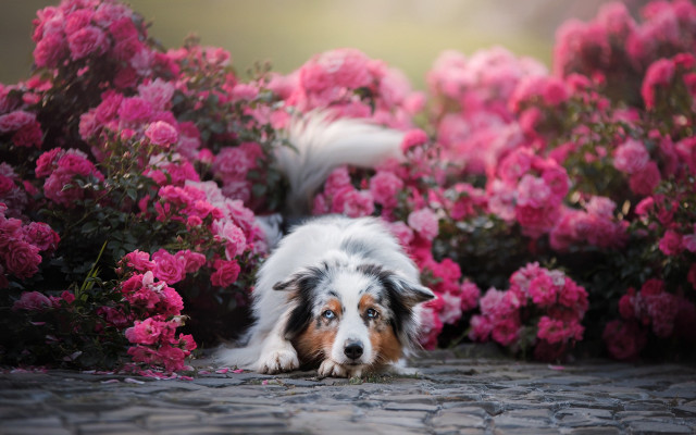 Dog pink flowers bird garden free wallpaper for desktop - medium preview image