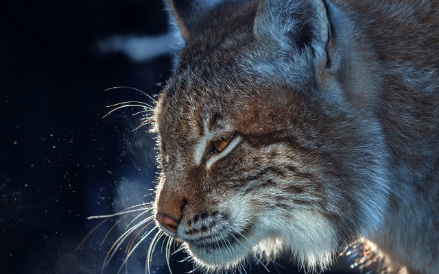 Cat closeup blurry background night free wallpaper for desktop - medium preview image