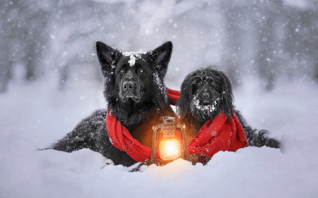 Dogs snow lantern scarf winter free wallpaper for desktop - medium preview image