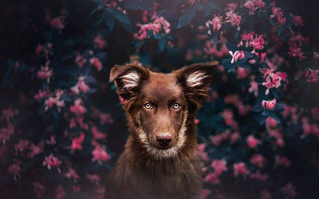 Dog flower background closeup bokeh free wallpaper for desktop - medium preview image