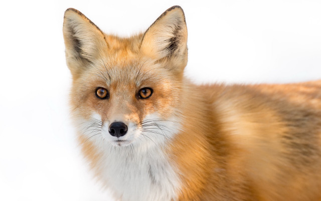 Fox brown white background black free wallpaper for desktop - medium preview image