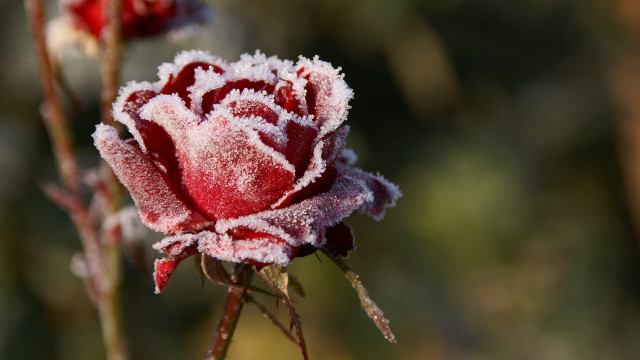 Frosted red white flower macro free wallpaper for desktop - medium preview image