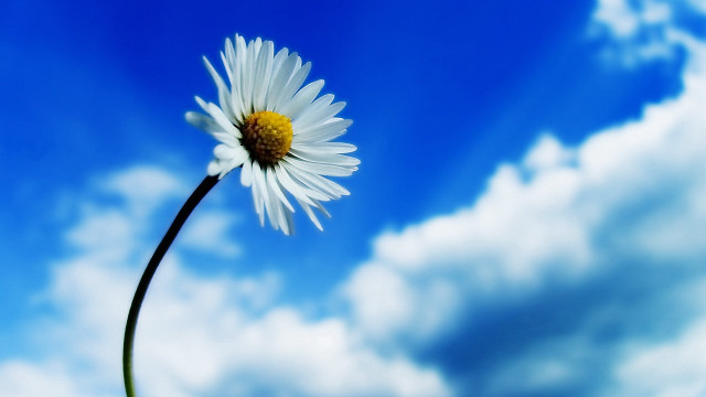 Daisy blue sky clouds macro free wallpaper for desktop - medium preview image