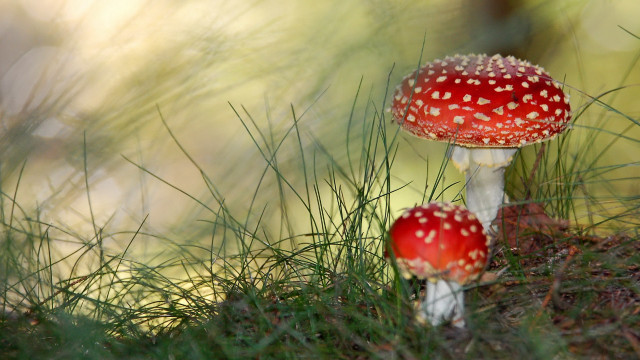 Mushrooms grass woods macro nature free wallpaper for desktop - medium preview image