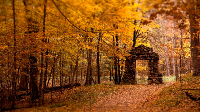 Autumn forest path structure burning free wallpaper for desktop - medium preview image