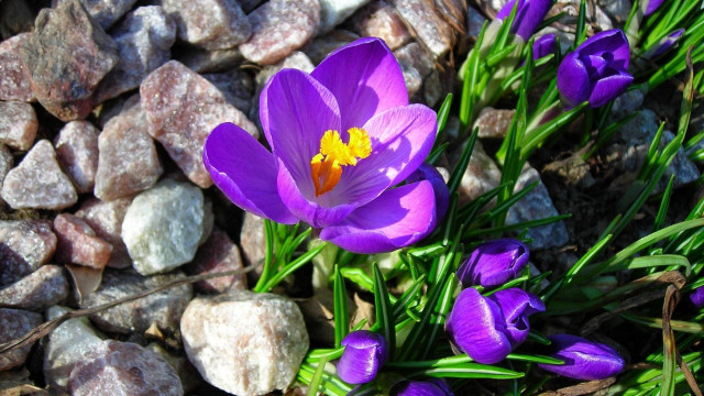 Purple flower rocks grass macro #2 free wallpaper for desktop - medium preview image