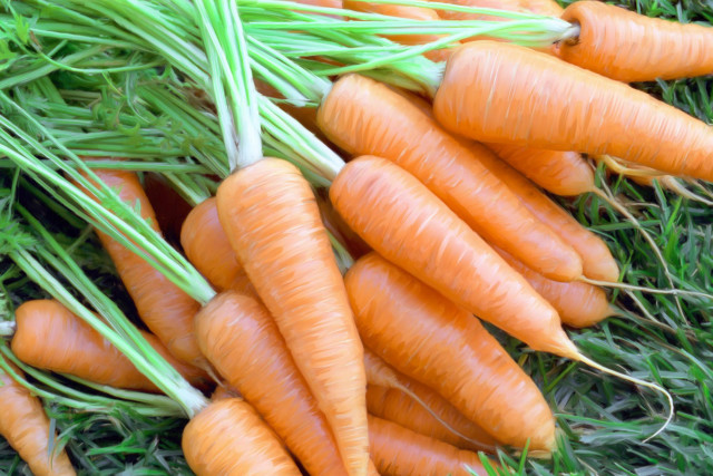 Carrots laying ground green tops free wallpaper for desktop - medium preview image