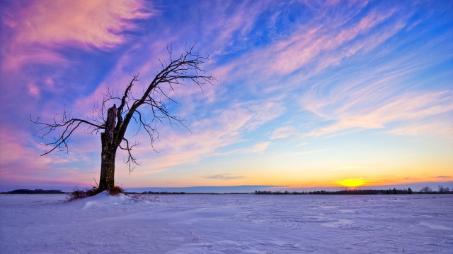 Lone tree snowy field sunset #7 free wallpaper for desktop - medium preview image