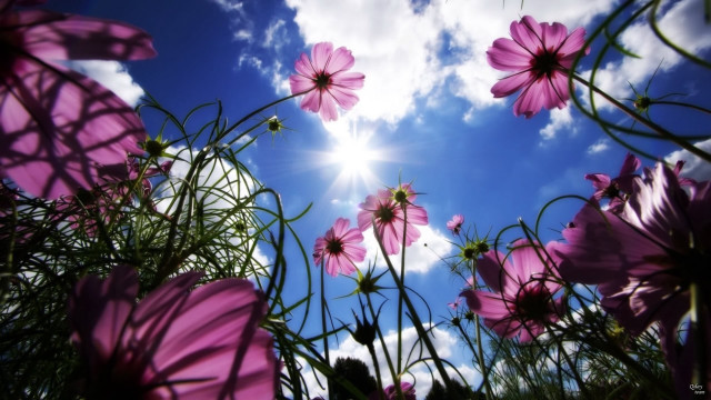 Pink flowers grass sun clouds free wallpaper for desktop - medium preview image