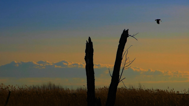 Bird sunset horizon grass mountain free wallpaper for desktop - medium preview image