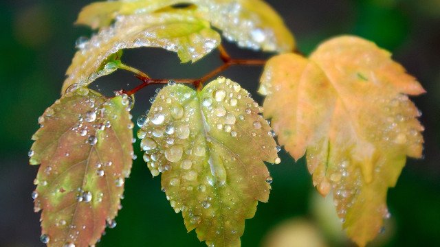 Leaf water droplets autumn macro #4 free wallpaper for desktop - medium preview image