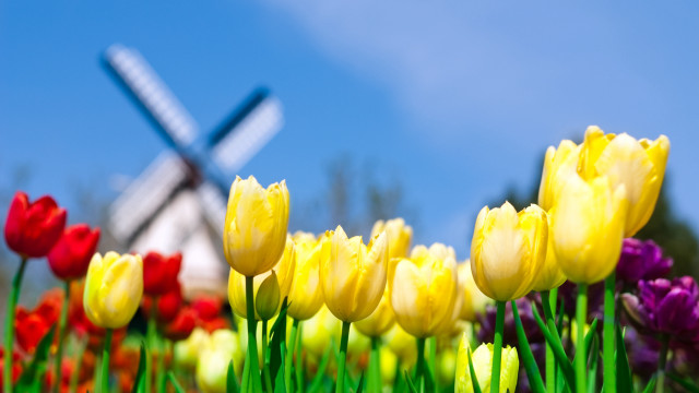 Flower field windmill blue sky free wallpaper for desktop - medium preview image