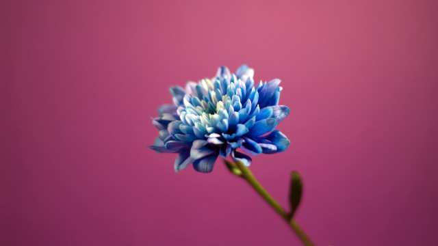 Blue flower vase pink background #2 free wallpaper for desktop - medium preview image