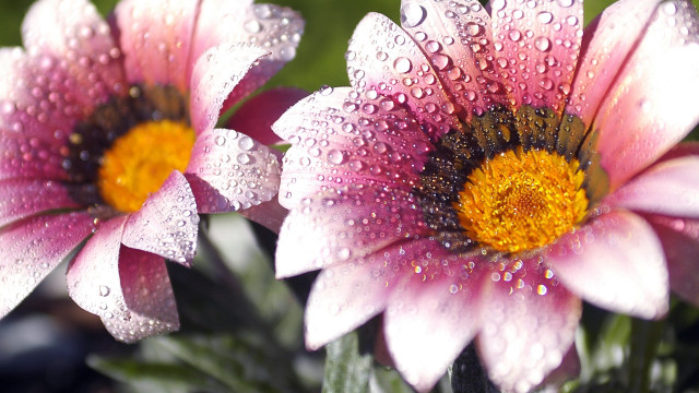 Pink flowers water droplets macro #2 free wallpaper for desktop - medium preview image