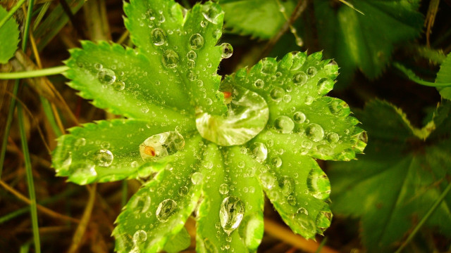 Green leaf water drops macro #26 free wallpaper for desktop - medium preview image