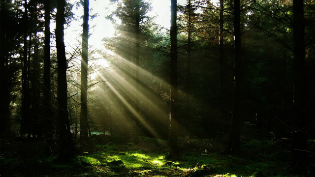 Sunbeam forest trees grass light free wallpaper for desktop - medium preview image