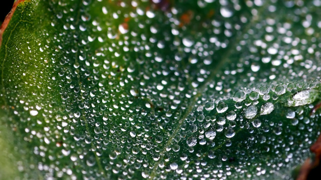 Green leaf water droplets macro #34 free wallpaper for desktop - medium preview image