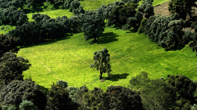 Green field trees animals people free wallpaper for desktop - medium preview image