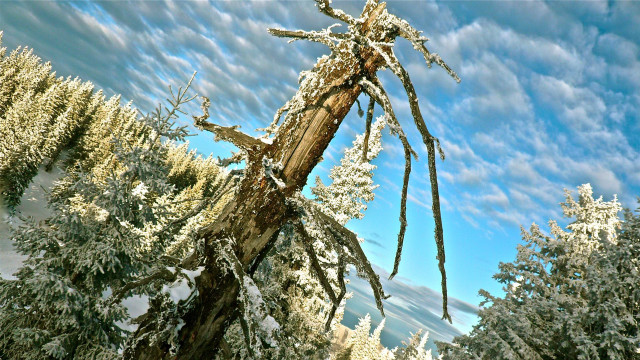 Bent tree blue sky clouds free wallpaper for desktop - medium preview image