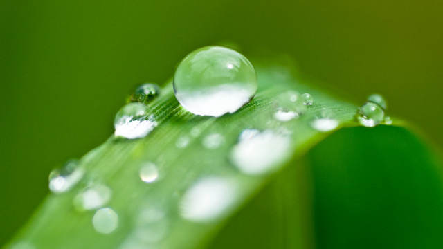 Green leaf water droplets macro free wallpaper for desktop - medium preview image
