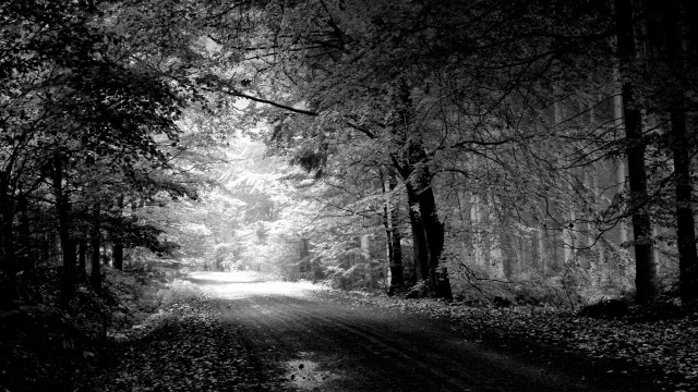 Black white road woods trees free wallpaper for desktop - medium preview image