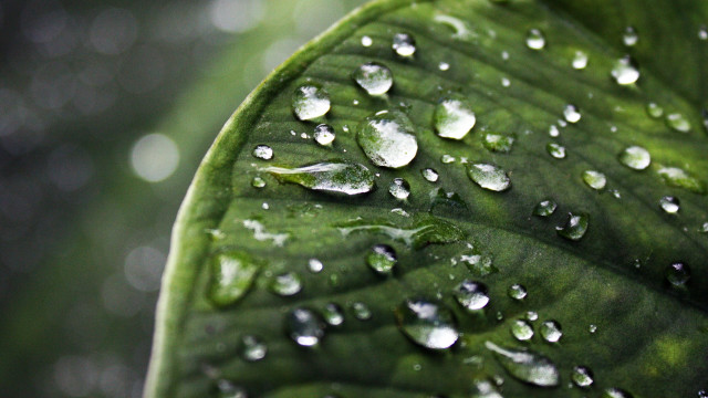 Green leaf water droplets bokeh #2 free wallpaper for desktop - medium preview image