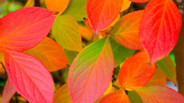 Tree leaves autumn blurry depth free wallpaper for desktop - medium preview image