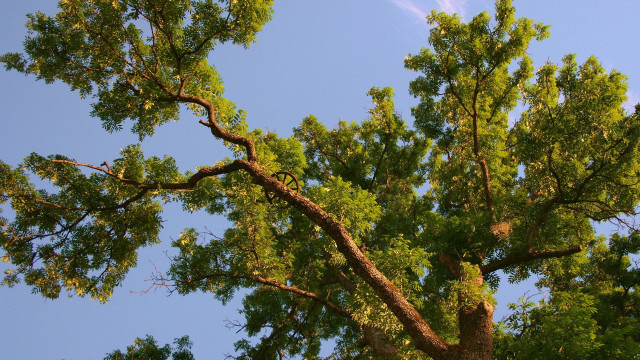 Tree leaves blue sky autumn free wallpaper for desktop - medium preview image
