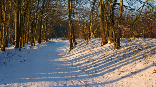 Snowy path between trees autumn free wallpaper for desktop - medium preview image