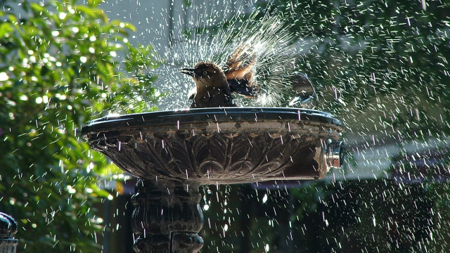 Bird fountain spraying water ecological free wallpaper for desktop - medium preview image